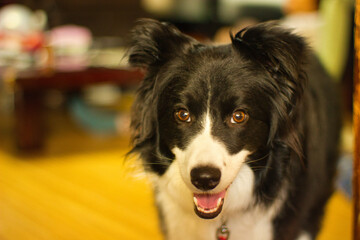 かわいいボーダーコリー