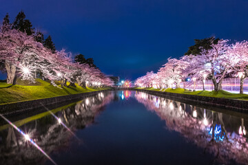鶴岡公園の夜桜
