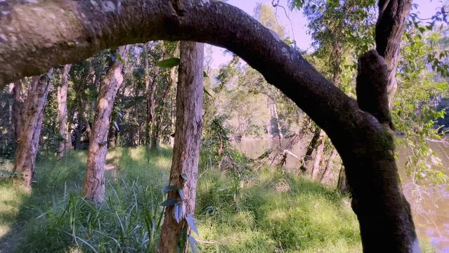 Zoom out  view of a natural stream-side lichen-covered tree with a very unusual large loop in the main trunk formed as the tree regrow after damage.