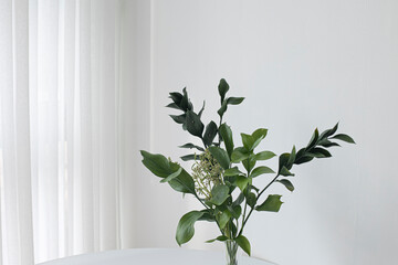 Simple green background of plants , Fresh green branches of Ruscus.