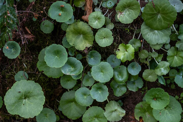 Navelwort (Umbilicus rupestris) green leaves