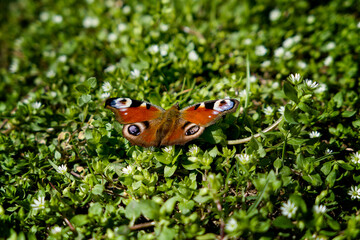 beautiful butterfly in the summer sunshine in the grass