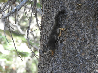 A Douglas Squirrel perched on a pine tree in the Eastern Sierra Nevada Mountains, Mammoth, Mono County, California.