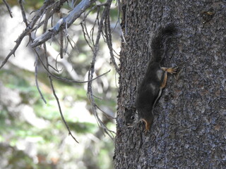A Douglas Squirrel perched on a pine tree in the Eastern Sierra Nevada Mountains, Mammoth, Mono County, California.