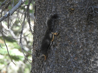 A Douglas Squirrel perched on a pine tree in the Eastern Sierra Nevada Mountains, Mammoth, Mono County, California.
