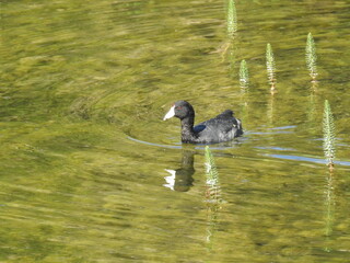 American coot swimming in the waters of Twin Lakes, in the Mammoth Lakes Basin, Mono County, California.