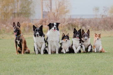 Dog sport competition. Running dog. Dog frisbee