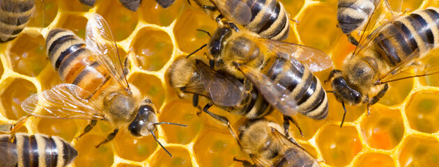 Closeup of bees working in the hive in summer - obrazy, fototapety, plakaty