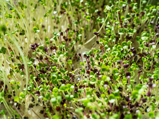 The process of growing microgreens. Intermediate results. Young shoots of greenery. Home garden. Fresh organic sprout micro greens in plastic box