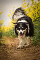 Border collie is running in yellow colza. He is running for his breader