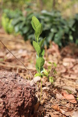 young tropical plant