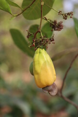 cashew nut on a branch