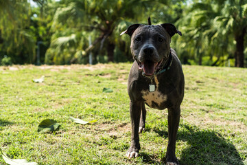 Pit bull dog playing in the park. The pitbull takes advantage of the sunny day to have fun
