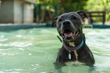 Pit bull dog swimming in the pool in the park. Sunny day