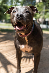 Pit bull dog playing in the park. The pitbull takes advantage of the sunny day to have fun