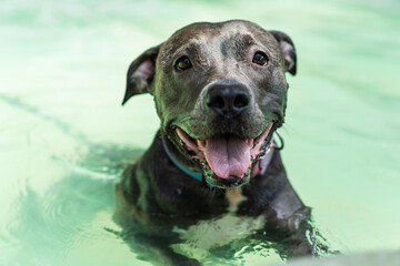 Pit bull dog swimming in the pool in the park. Sunny day