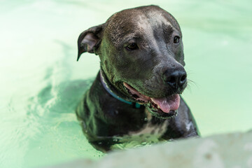 Pit bull dog swimming in the pool in the park. Sunny day