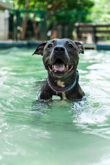 Pit bull dog swimming in the pool in the park. Sunny day