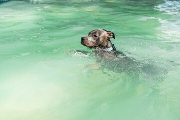 Pit bull dog swimming in the pool in the park. Sunny day