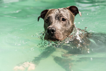 Pit bull dog swimming in the pool in the park. Sunny day