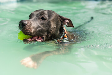 Pit bull dog swimming in the pool in the park. Sunny day