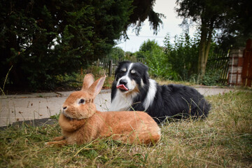 Border collie is lying on the garden with rabbit. Autumn photoshooting in park.