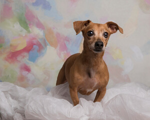 Dachshund Chihuahua mix tiny dog stands in fluffy white fabric in front of spring colored painted background in the studio for a portrait with erect ears