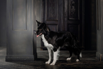 Dog in .Vintage dark interior. Border Collie dog.