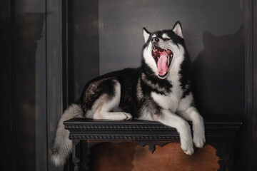 Fototapeta na wymiar Husky dog in a black interior