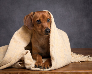 Little red dachshund wrapped in a yellow blanket, peeking at the camera with front paws showing with a gray background
