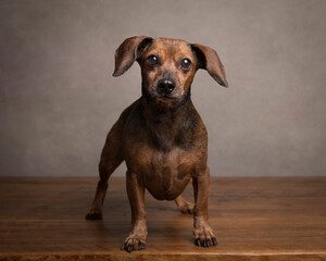 Grumpy little dachshund stands on a rustic wood table in the studio and looks at the camera