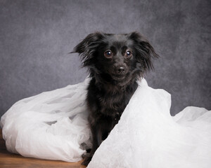Shaggy longhaired black chihuhua mixed breed poses in the studio wrapped in white gauze in front of a mottled grey wall looking at the camera