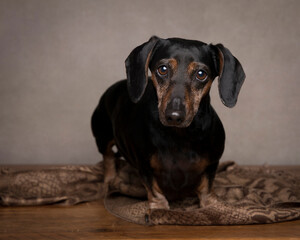 portrait of a black and tan dachshund dog standing on scarf in the studio with tan neutral background