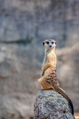 meerkat on the lookout