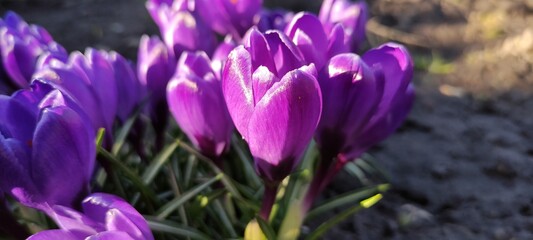 Spring flowering crocus, the first flowers of spring. High quality photo