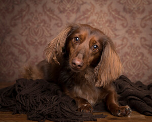Long haired dachshund with chocolate color and brown eyes lays down in studio with antique wallpaper in the background