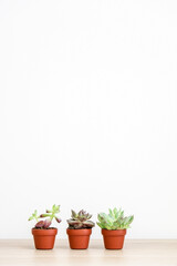 Three tiny cute succulent plants (a Sedum adolphi, Echeveria purpusorum, and a Graptopetalum macdougallii respectively) on wooden surface against white wall, freshening home interior