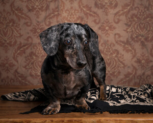 A beautiful dappled dachshund stands on a black and ivory brocade shawl in this studio portrait against a vintage brown wallpaper
