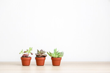 Three beautiful small succulent plants (a Sedum adolphi, Echeveria purpusorum, and a Graptopetalum macdougallii respectively) on wooden desk against white background, decorating home interior