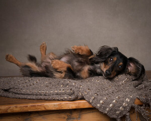 Cute black and tan dachshund with long hair lays on her back on a blanket in the studio for a portrait in all neutral colors