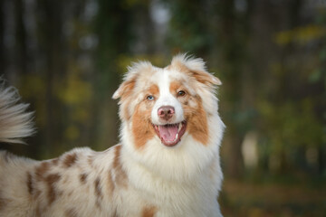Australian shepherd is sitting in the forest. It is autumn portret.