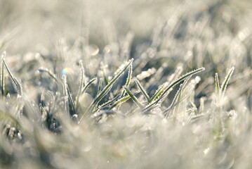 Gefrorenes Gras im Morgentauen