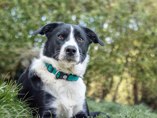 border collie female