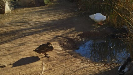 American black duck and two pekin ducks on pond edge at Riparian Preserve, Arizona