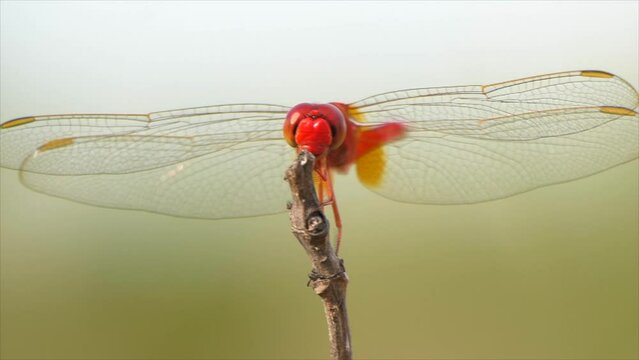 Feuerlibelle landet auf Ast in Zeitlupe