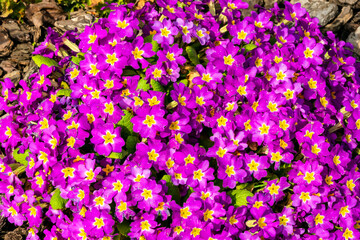 Rosa blühende Stängellose Schlüsselblumen