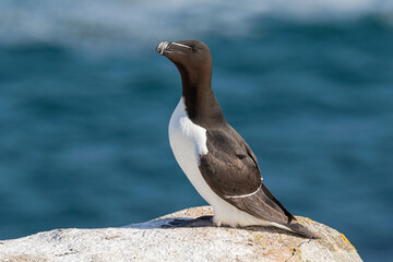 Razorbill