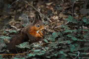 squirrel eating nut