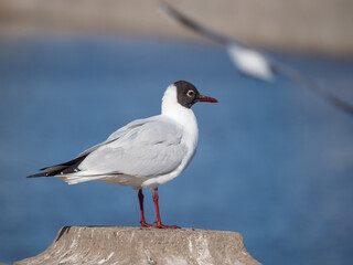 closeup portrait of a white seagull