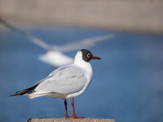 portrait of a white seagull